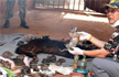 40 Tiger cub bodies found in a freezer at a Thailand temple